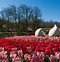 Image result for Beautiful Tulip Gardens