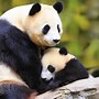Image result for Baby Panda Kawaii