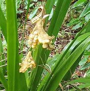 Image result for Iris foetidissima Fructo Albo