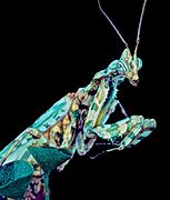 Image result for Devil Praying Mantis