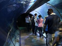 Image result for Alton Towers Project Ocean