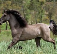 Image result for Chinese Horse Breeds