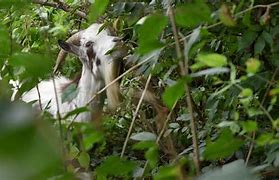 Image result for Mexico zoo director kills goat