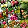 Image result for Apple Tree in Pot