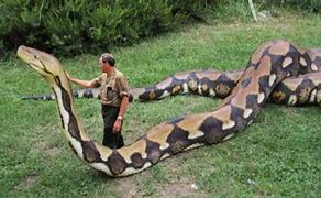 Image result for The Biggest Snake to Ever Live