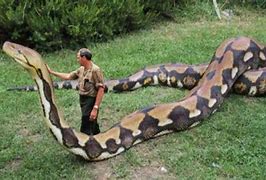 Image result for World Biggest Snake Balls