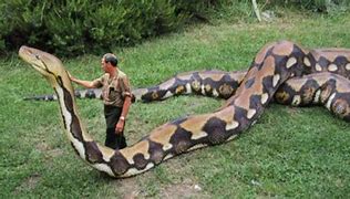 Image result for Largest World Biggest Snake Ever