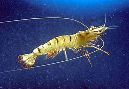 Image result for Shrimp in Ocean