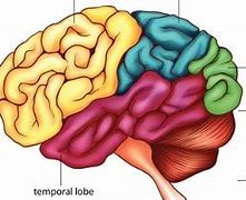 Image result for Otak Manusia Biologi