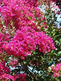 Image result for Lagerstroemia indica Tonto