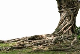 Image result for Montesquieu Twisted Tree