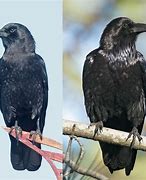 Image result for Is Raven and Crow the Same