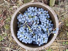 Image result for Rideau Tempranillo