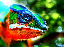 Image result for 4K Ultra HD Animals