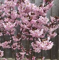 Image result for PRUNUS NIPPONICA RUBY