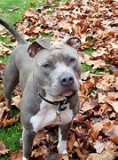 Image result for Blue Pit Bull Dogs