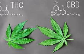 Image result for CBD Cannabis
