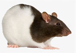 Image result for Rat Witouth Background
