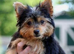Image result for Yorkie Terrier Chihuahua Mix