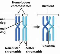 Image result for Meiosis Crossover