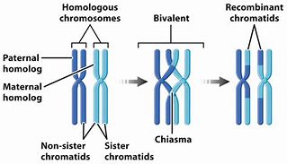 Image result for Synapsis and Chiasmata