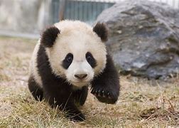 Image result for Baby Panda Bear Born