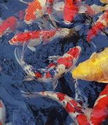 Image result for iPhone 6s Fish Wallpaper