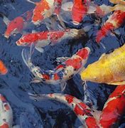 Image result for iOS 12 iPhone Fish Wallpaper