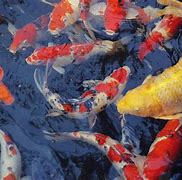 Image result for White Fish iPhone Wallpaper