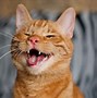 Image result for Cat Smiling with Mouth Open