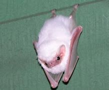 Image result for Albino Bat Cute