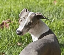 Image result for Italian Greyhound Rescue Dogs