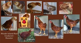 Image result for Rhode Island Red Growth Chart