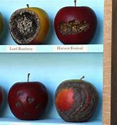 Image result for Half Rotten Apple