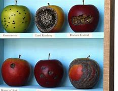 Image result for Apples Comparison Disfigured