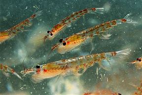 Image result for krill