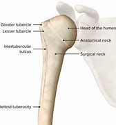 Image result for humeral