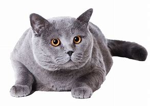 Image result for Fat Chonk Cat Wallpaper