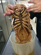 Image result for What Are Isopods