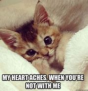 Image result for Baby Cat Love Meme