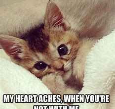 Image result for Cute Kitten Memes