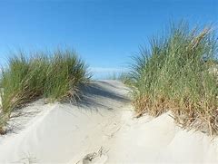 Image result for Beach Dunes and North Sea