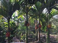 Image result for Areca Ipot