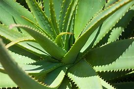 Image result for aloes