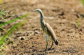 Image result for Ardeola idae