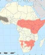 Image result for Black Mamba Location