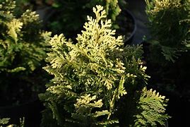 Image result for Chamaecyparis l. Pygmaea Argentea