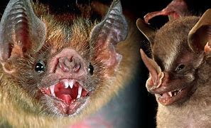 Image result for Scary Bat Drawing