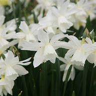 Image result for Narcissus Petrel