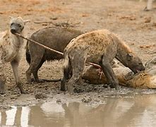 Image result for Hyena Eats Lion